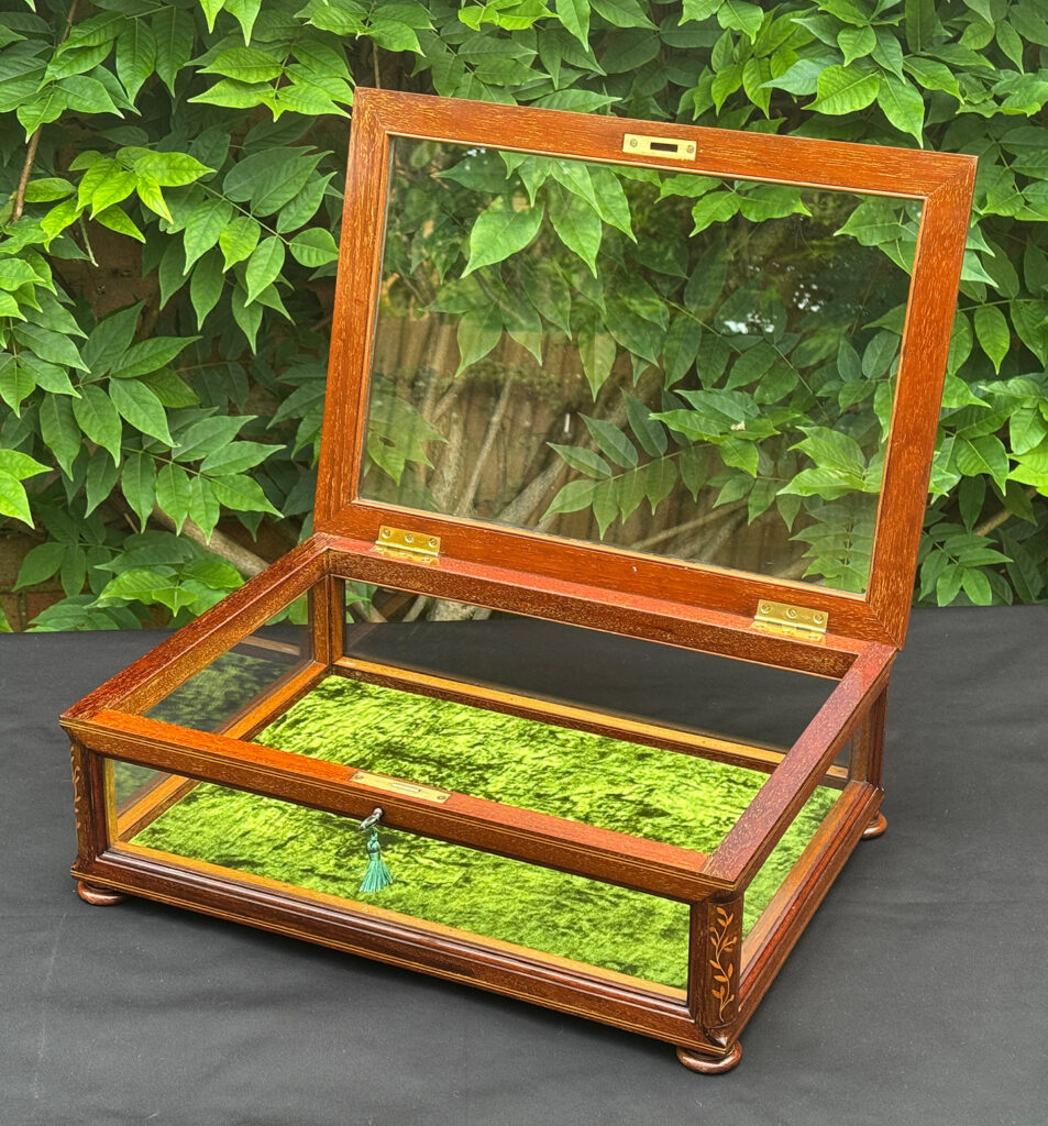 Front internal view of an Antique Mahogany Glass Display Case with Foliate Marquetry Inlay.